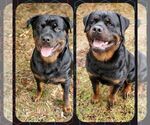 Small Photo #6 Rottweiler Puppy For Sale in PENSACOLA, FL, USA