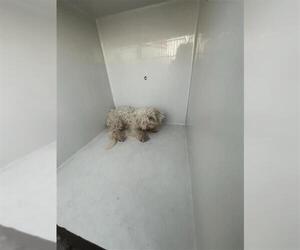 Maltese Dogs for adoption in Houston, TX, USA