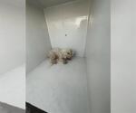 Small Maltese