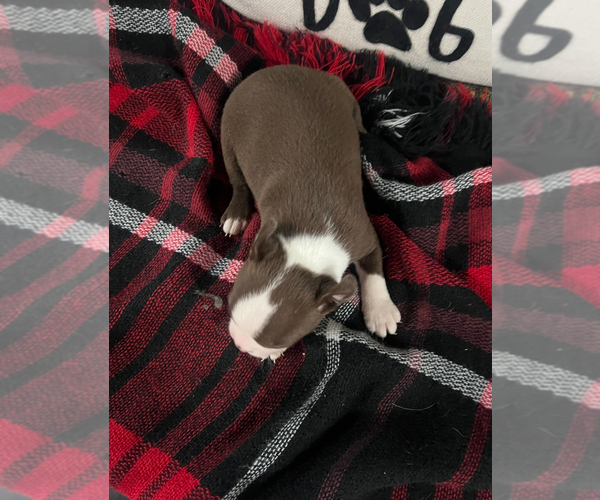 Medium Photo #2 Boston Terrier Puppy For Sale in NILES, MI, USA