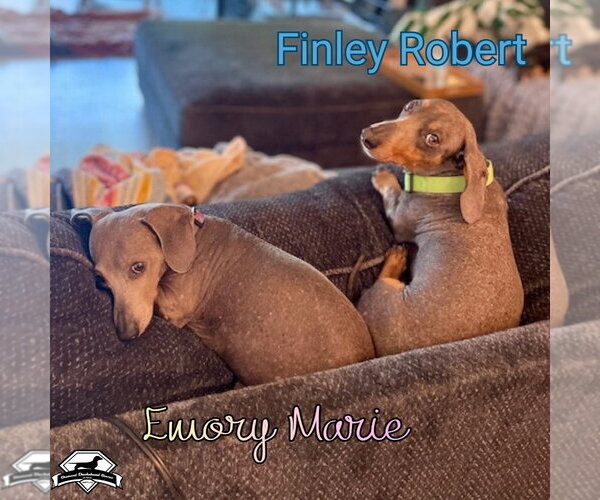 Medium Photo #18 Dachshund Puppy For Sale in San Antonio, TX, USA