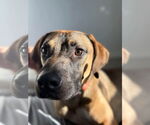 Small #1 Doberman Pinscher Mix