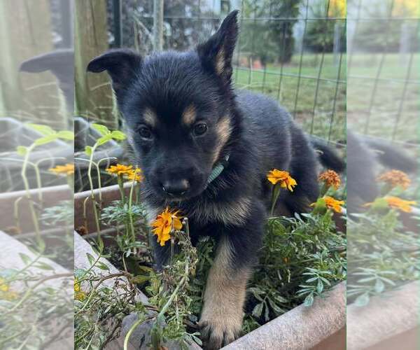 Medium Photo #1 Mutt Puppy For Sale in Imlay City, MI, USA