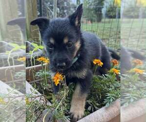 Mutt Dogs for adoption in Imlay City, MI, USA