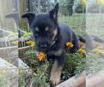 Pumpkins Litter Amber  - Located in SC - Female Mutt Dog for Adoption - Small photo