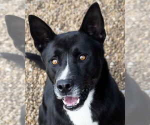 Akita-Unknown Mix Dogs for adoption in Anniston, AL, USA