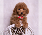 Small Photo #7 Maltipoo (Miniature) Puppy For Sale in WARSAW, IN, USA
