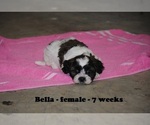 Small Photo #3 Zuchon Puppy For Sale in CLARKRANGE, TN, USA