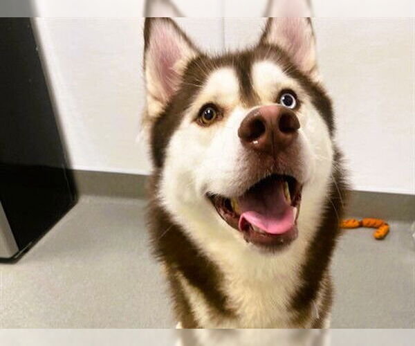 Medium Photo #1 Siberian Husky Puppy For Sale in Redwood City, CA, USA