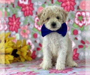 Poodle (Miniature) Puppy for sale in LANCASTER, PA, USA