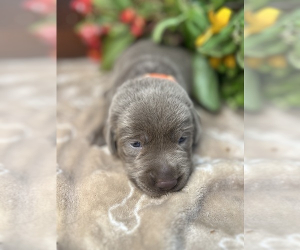 Medium Photo #1 Labrador Retriever Puppy For Sale in NEOLA, WV, USA