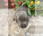 Image preview for Ad Listing. Nickname: AKC Silver LABS