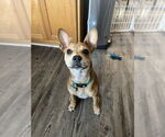 Small #19 Boston Terrier Mix