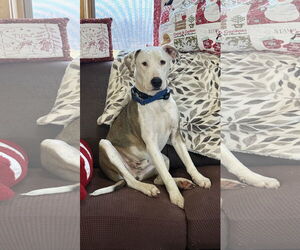 Bullypit Dogs for adoption in Coralville, IA, USA