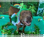 Small Photo #1 American Pit Bull Terrier Puppy For Sale in West Palm Beach, FL, USA