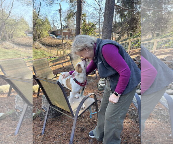 Medium Photo #12 American Staffordshire Terrier Puppy For Sale in Holly Springs, NC, USA