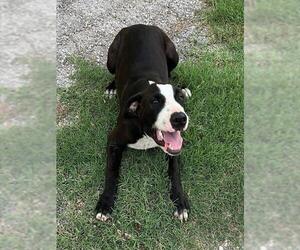 American Staffordshire Terrier-Unknown Mix Dogs for adoption in San Antonio, TX, USA