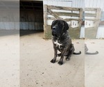 Small Photo #1 Mastiff Puppy For Sale in WESTPORT, IN, USA