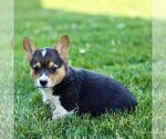 Small #3 Pembroke Welsh Corgi