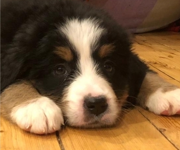 Medium Photo #5 Bernese Mountain Dog Puppy For Sale in NORWOOD, MO, USA