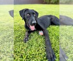 Small #8 German Shorthaired Lab