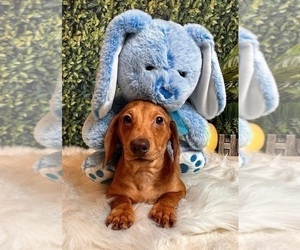 Dachshund Dog for Adoption in INDIANAPOLIS, Indiana USA