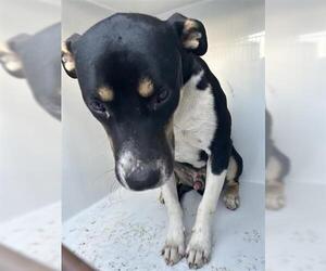 Labrador Retriever-Unknown Mix Dogs for adoption in Houston, TX, USA