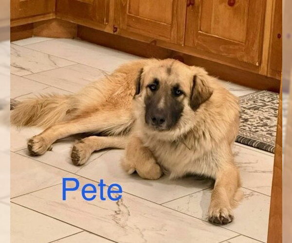 Medium Photo #1 Great Pyrenees-Unknown Mix Puppy For Sale in Wakefield, RI, USA