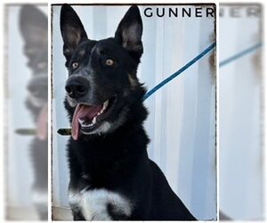 German Shepherd Dog Dogs for adoption in Lathrop, CA, USA