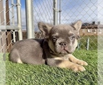 Small #8 French Bulldog