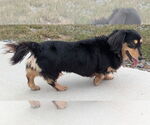 Small #4 Dachshund
