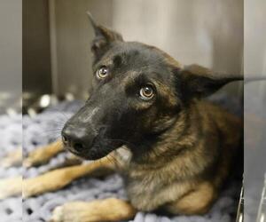 Mutt Dogs for adoption in San Antonio, TX, USA