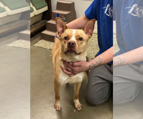 Medium Photo #4 Siberian Husky-Unknown Mix Puppy For Sale in Amarillo, TX, USA