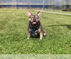 Father of the French Bulldog puppies born on 04/14/2019