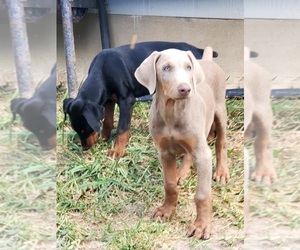 Doberman Pinscher Puppy for sale in ELGIN, TX, USA