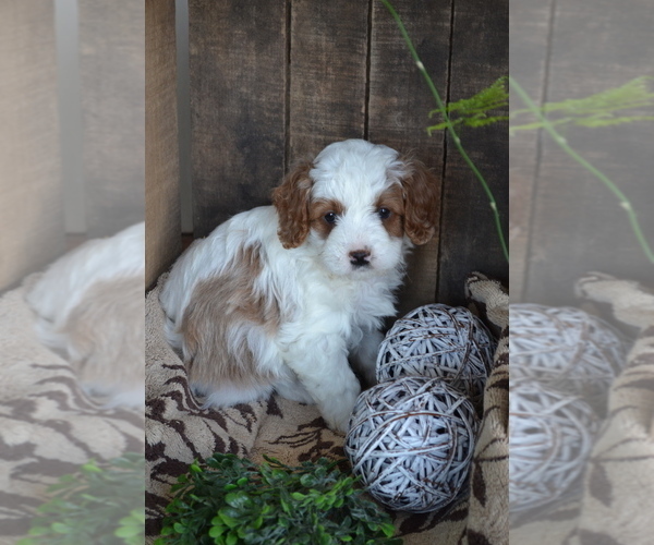 Medium Photo #10 Cavapoo mix (+ Poodle Miniature) Puppy For Sale in GREENWOOD, WI, USA