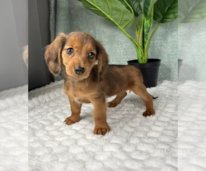 Dachshund Puppy for sale in FRANKLIN, IN, USA