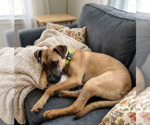 Black Mouth Cur-Unknown Mix Dogs for adoption in Genesee, WI, USA