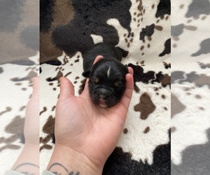 Miniature Australian Shepherd Puppy for sale in BROOKER, FL, USA