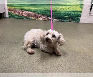Poodle (Miniature)-Unknown Mix Dogs for adoption in Moreno Valley, CA, USA