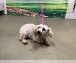 Small Poodle (Miniature) Mix