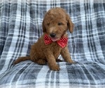 Small Photo #6 Goldendoodle (Miniature) Puppy For Sale in LAKELAND, FL, USA