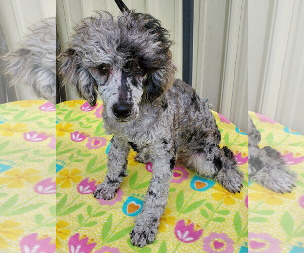 Medium Photo #4 Poodle (Miniature) Puppy For Sale in Mountain View, MO, USA