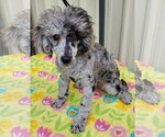 Small #3 Poodle (Miniature)