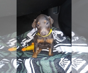 Doberman Pinscher Puppy for sale in PUEBLO, CO, USA