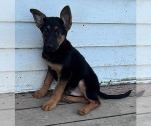 German Shepherd Dog Puppy for sale in RIGA, MI, USA