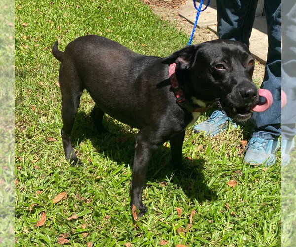 Medium Photo #2 Labrador Retriever-Unknown Mix Puppy For Sale in Canton, CT, USA