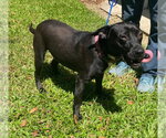 Small #1 Labrador Retriever Mix
