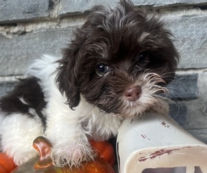Havanese Puppy for sale in JASPER, GA, USA