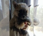 Small Photo #25 Pomsky Puppy For Sale in LOVELAND, CO, USA